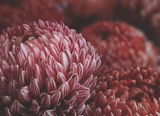 red-petaled-flowers